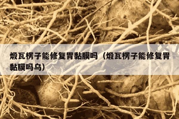 煅瓦楞子能修复胃黏膜吗（煅瓦楞子能修复胃黏膜吗乌）