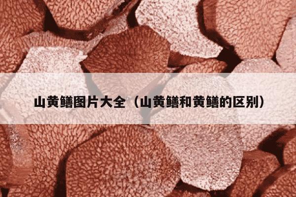 山黄鳝图片大全（山黄鳝和黄鳝的区别）