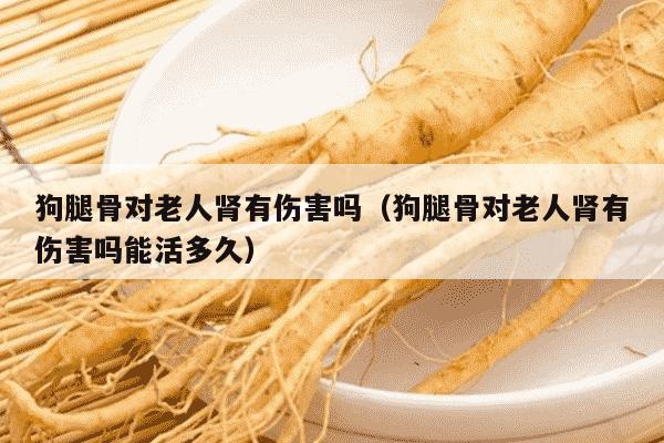 狗腿骨对老人肾有伤害吗（狗腿骨对老人肾有伤害吗能活多久）
