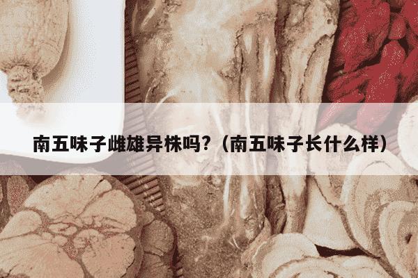 南五味子雌雄异株吗?（南五味子长什么样）
