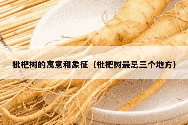 枇杷树的寓意和象征（枇杷树最忌三个地方）