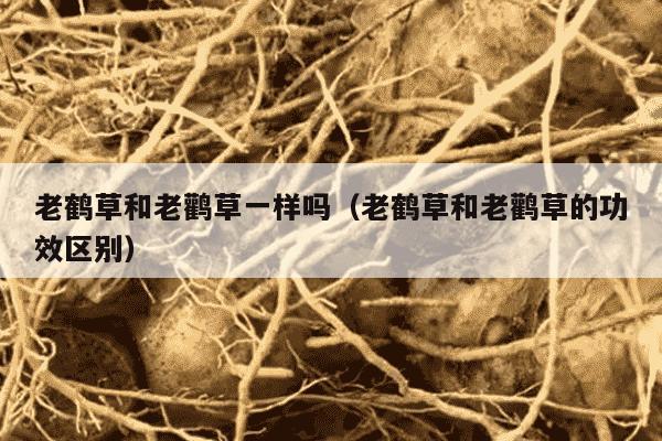 老鹤草和老鹳草一样吗（老鹤草和老鹳草的功效区别）