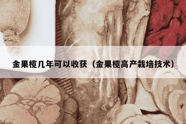 金果榄几年可以收获（金果榄高产栽培技术）