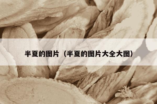 半夏的图片（半夏的图片大全大图）