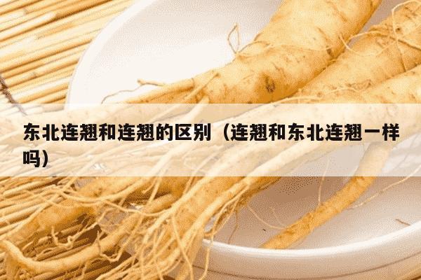东北连翘和连翘的区别（连翘和东北连翘一样吗）