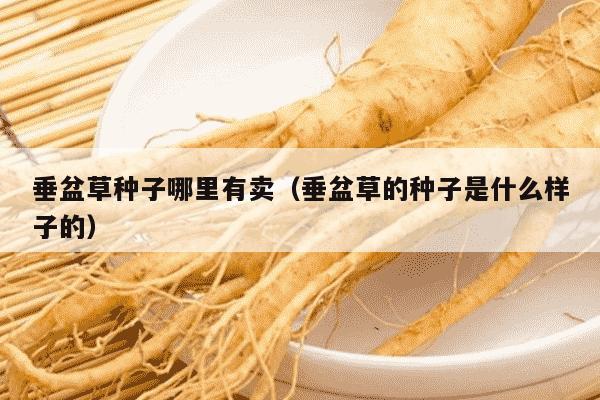 垂盆草种子哪里有卖（垂盆草的种子是什么样子的）