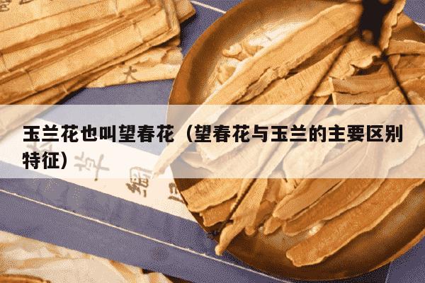 玉兰花也叫望春花（望春花与玉兰的主要区别特征）