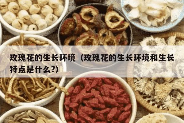 玫瑰花的生长环境（玫瑰花的生长环境和生长特点是什么?）