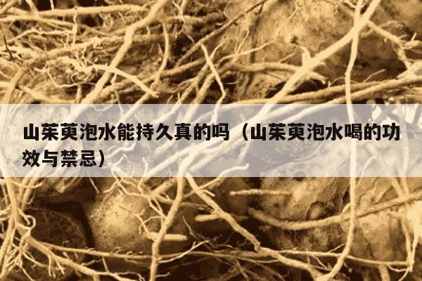 山茱萸泡水能持久真的吗（山茱萸泡水喝的功效与禁忌）