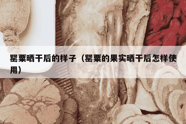 罂粟晒干后的样子（罂粟的果实晒干后怎样使用）