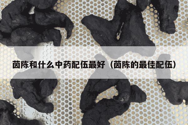 茵陈和什么中药配伍最好（茵陈的最佳配伍）