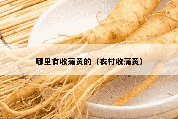 哪里有收蒲黄的（农村收蒲黄）