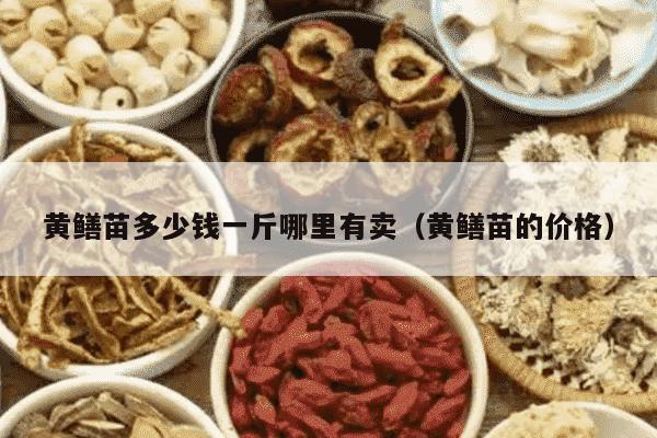 黄鳝苗多少钱一斤哪里有卖（黄鳝苗的价格）