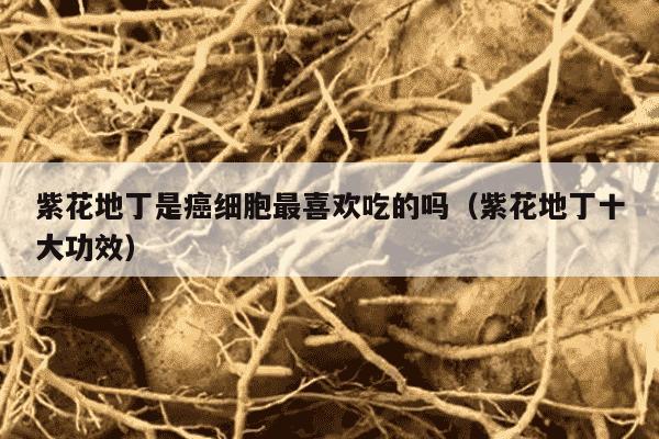 紫花地丁是癌细胞最喜欢吃的吗（紫花地丁十大功效）
