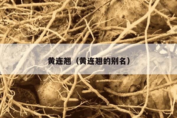 黄连翘（黄连翘的别名）