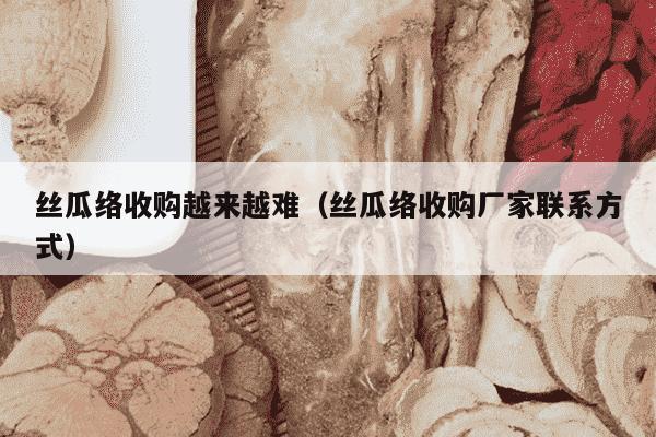 丝瓜络收购越来越难（丝瓜络收购厂家联系方式）