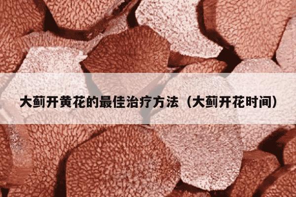 大蓟开黄花的最佳治疗方法（大蓟开花时间）