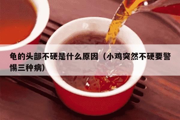 龟的头部不硬是什么原因（小鸡突然不硬要警惕三种病）