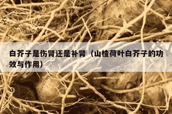 白芥子是伤肾还是补肾（山楂荷叶白芥子的功效与作用）