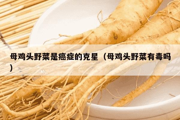 母鸡头野菜是癌症的克星（母鸡头野菜有毒吗）