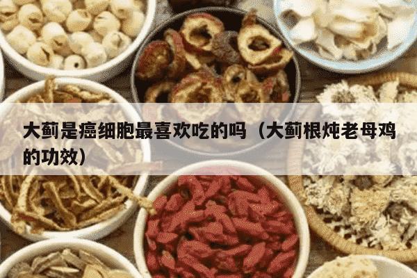 大蓟是癌细胞最喜欢吃的吗（大蓟根炖老母鸡的功效）