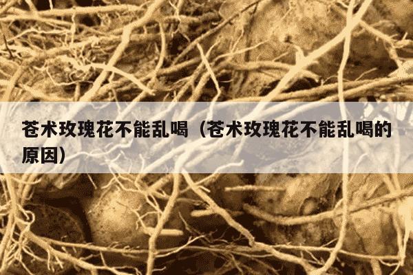 苍术玫瑰花不能乱喝（苍术玫瑰花不能乱喝的原因）