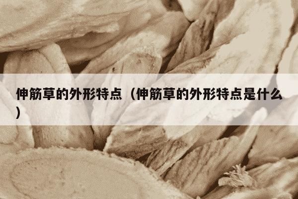 伸筋草的外形特点（伸筋草的外形特点是什么）