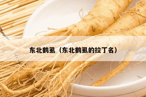 东北鹤虱（东北鹤虱的拉丁名）