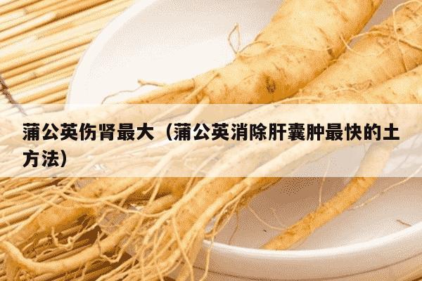 蒲公英伤肾最大（蒲公英消除肝囊肿最快的土方法）