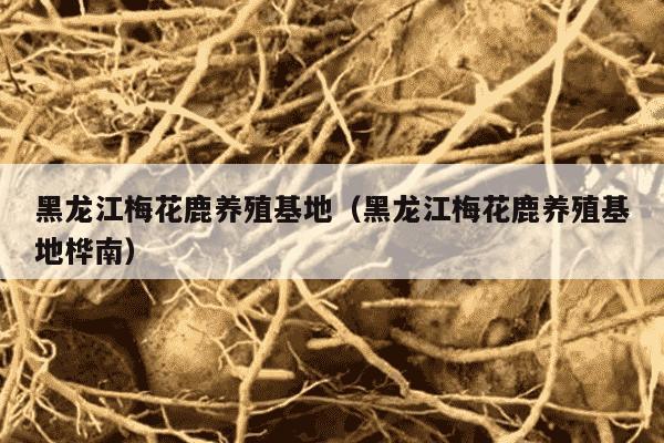 黑龙江梅花鹿养殖基地（黑龙江梅花鹿养殖基地桦南）