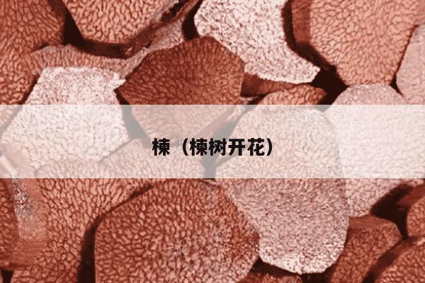楝（楝树开花）