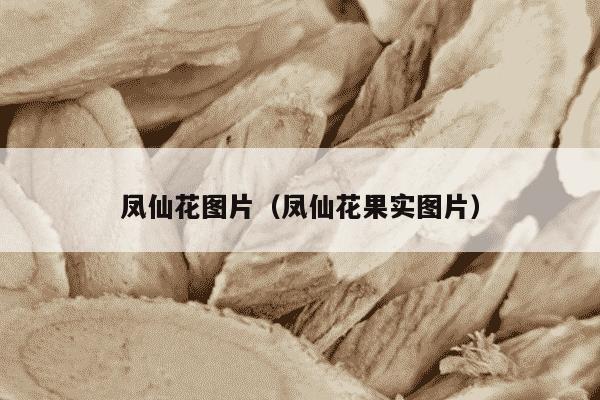 凤仙花图片（凤仙花果实图片）