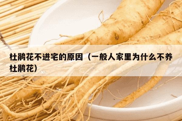 杜鹃花不进宅的原因（一般人家里为什么不养杜鹃花）