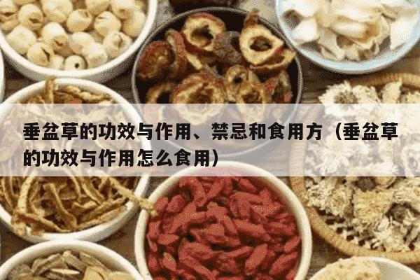 垂盆草的功效与作用、禁忌和食用方（垂盆草的功效与作用怎么食用）