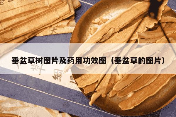 垂盆草树图片及药用功效图（垂盆草的图片）
