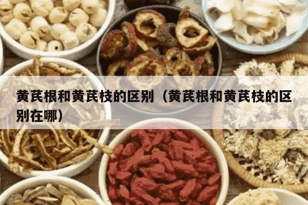 黄芪根和黄芪枝的区别（黄芪根和黄芪枝的区别在哪）