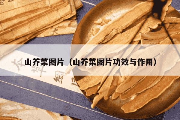 山芥菜图片（山芥菜图片功效与作用）