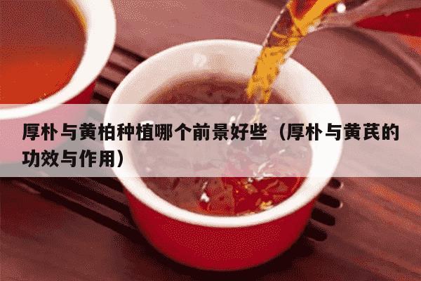 厚朴与黄柏种植哪个前景好些（厚朴与黄芪的功效与作用）