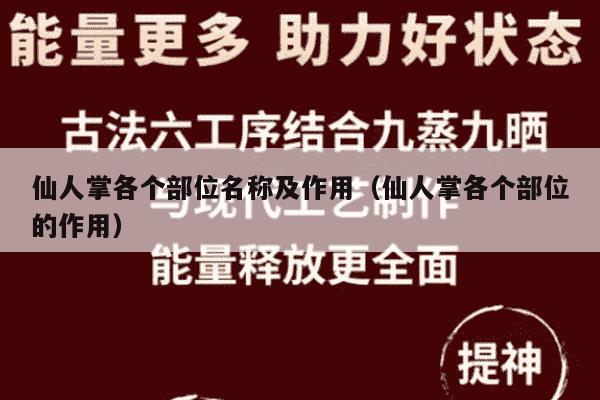仙人掌各个部位名称及作用（仙人掌各个部位的作用）