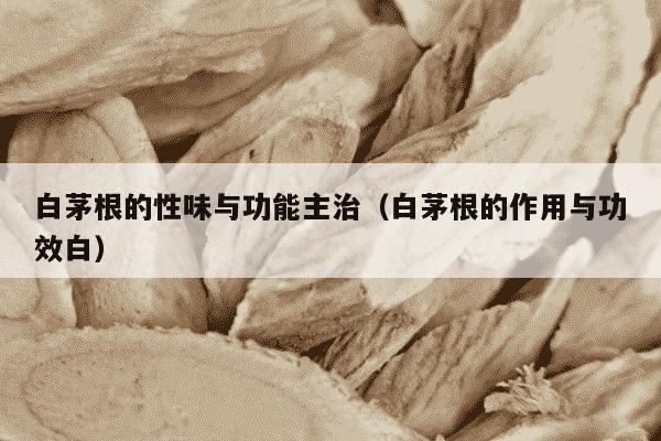 白茅根的性味与功能主治（白茅根的作用与功效白）