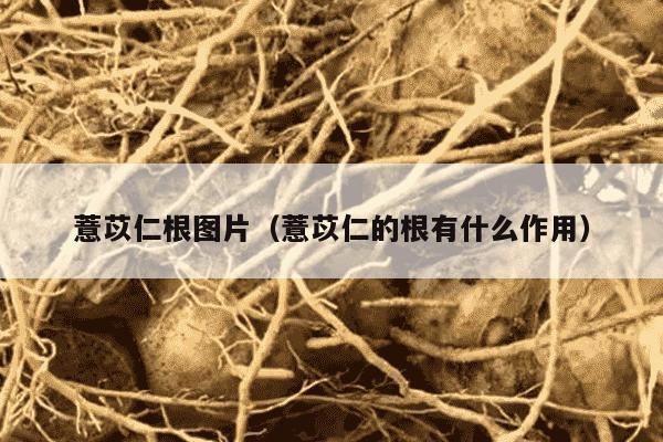 薏苡仁根图片（薏苡仁的根有什么作用）