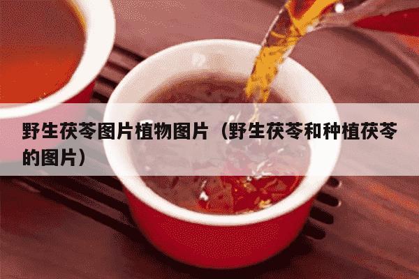 野生茯苓图片植物图片（野生茯苓和种植茯苓的图片）