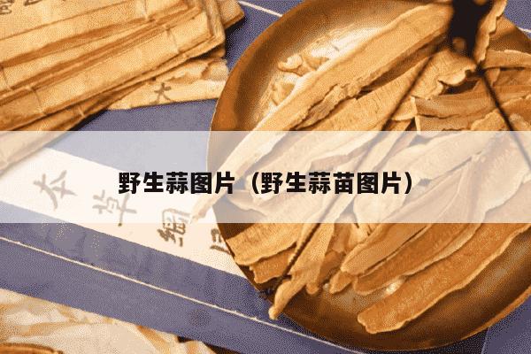 野生蒜图片（野生蒜苗图片）