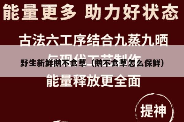 野生新鲜鹅不食草（鹅不食草怎么保鲜）
