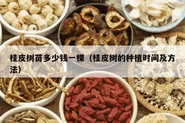 桂皮树苗多少钱一棵（桂皮树的种植时间及方法）
