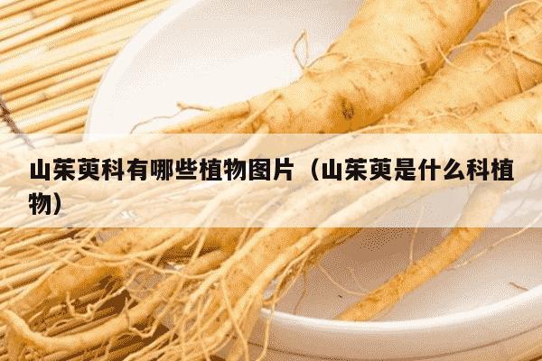 山茱萸科有哪些植物图片（山茱萸是什么科植物）