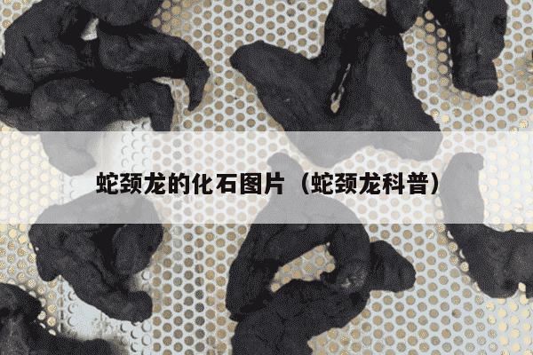 蛇颈龙的化石图片（蛇颈龙科普）