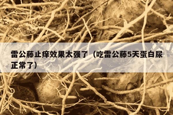 雷公藤止痒效果太强了（吃雷公藤5天蛋白尿正常了）