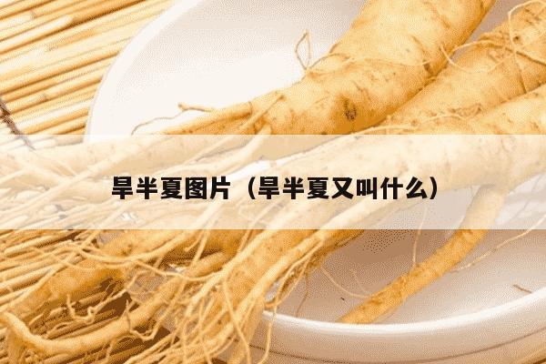 旱半夏图片（旱半夏又叫什么）