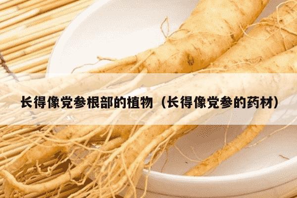 长得像党参根部的植物（长得像党参的药材）